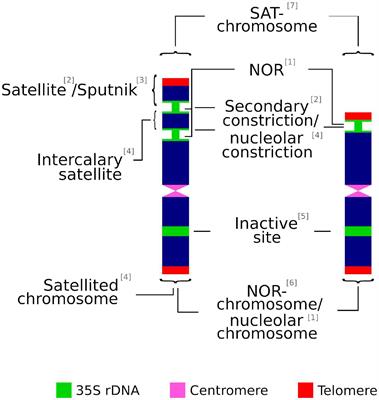 The Nuclear 35S rDNA World in Plant Systematics and Evolution: A Primer of Cautions and Common Misconceptions in Cytogenetic Studies